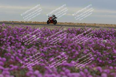 media/Jan-14-2023-SoCal Trackdays (Sat) [[497694156f]]/Turn 14 Exit Bloomig (145pm)/